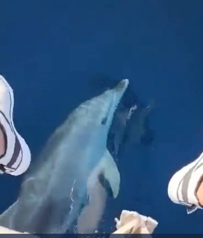 <span style='color:#780948'>ARCHIVED</span> - WATCH: Stunning close-up footage of dolphins swimming off Orihuela coast