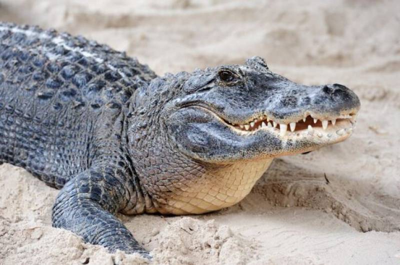 Crocodile sighting forces Spanish beach to close