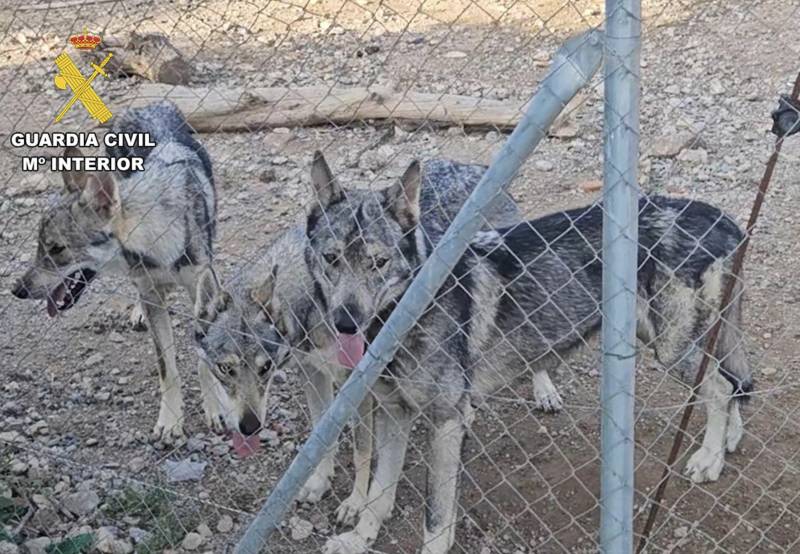 Man in Lorca caught keeping four Iberian wolves as pets