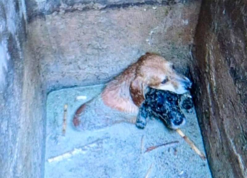 Dogs saved from muddy demise by Alicante officers