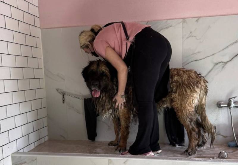 Barking up the right tree: Dog and pet care businesses are booming in Camposol