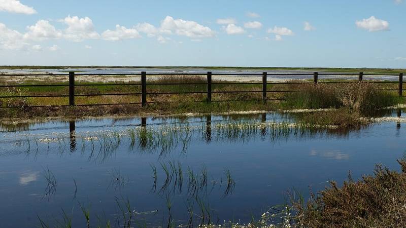 Doñana begins recovery as rains refill marshlands and aquifer