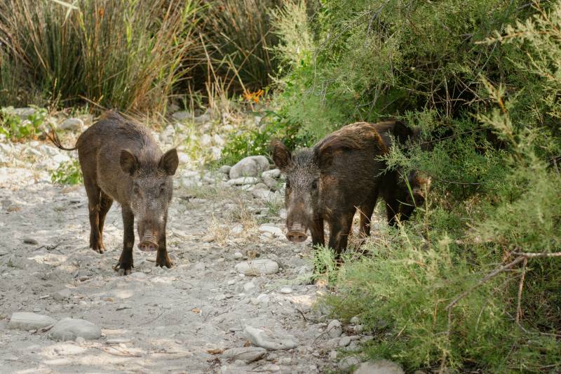 Murcia steps up wild boar controls as 20,000 culled each year