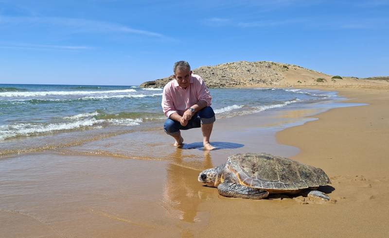 Rescued loggerhead turtle heads back into the sea at Calblanque