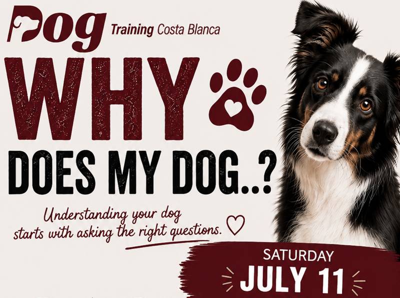 July 11 DogTraining Costa Blanca launches new Q&A workshop for dog owners