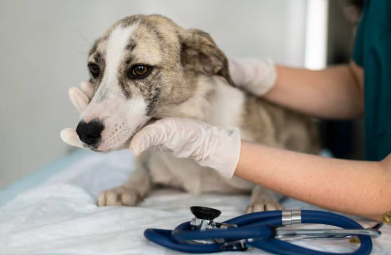 New veterinary voucher proposed to help struggling pet owners in Torrevieja
