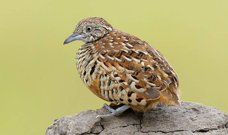 Six rare buttonquail chicks hatch at Jerez Zoo