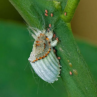 Spanish Gardening pests and problems, The fluted scale insect.